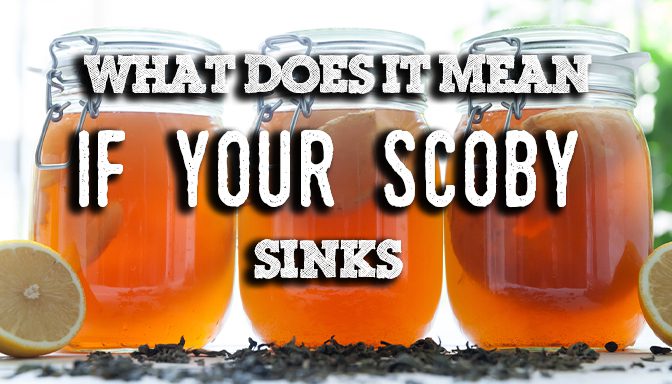what does it mean if my scoby sinks