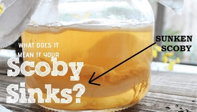 What Does It Mean If Your Scoby Sinks Fermentaholics