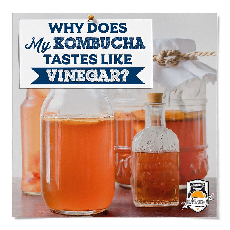 Why Does Kombucha Taste Like Vinegar