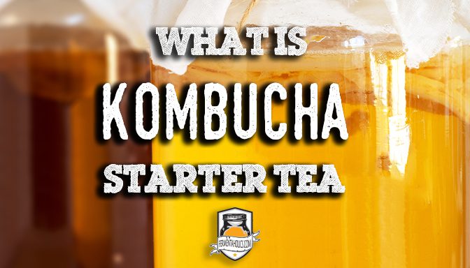 what is kombucha starter tea