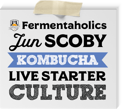 Jun Kombucha Scoby