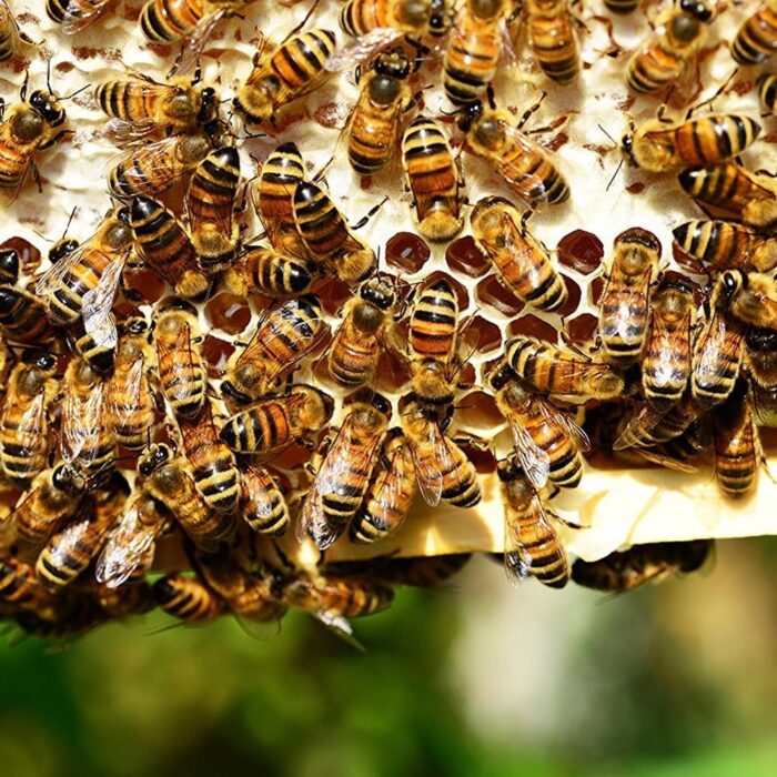 Bees on honey comb