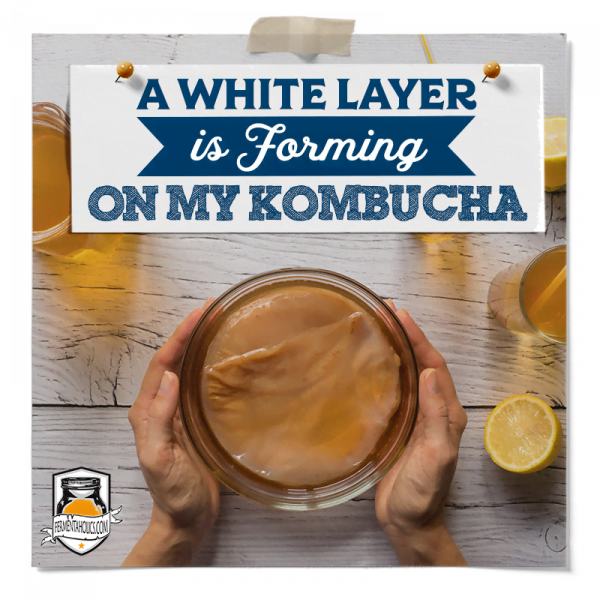 White Layer Forming On My Kombucha