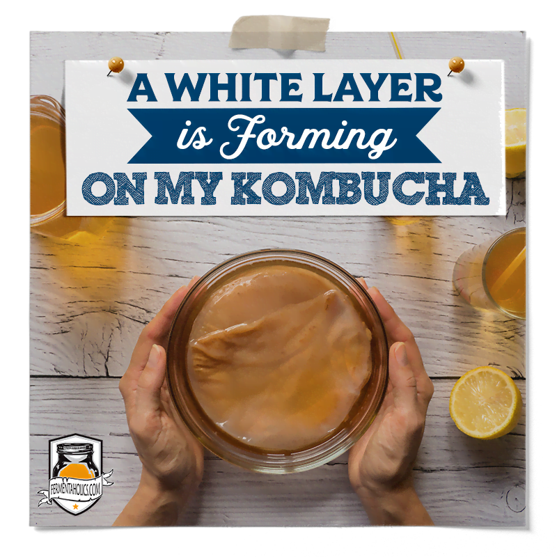White Layer Forming on my Kombucha
