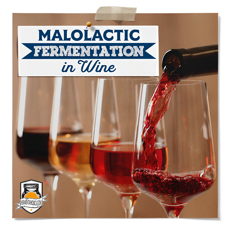 Malolactic Fermentation: What is MLF in winemaking?