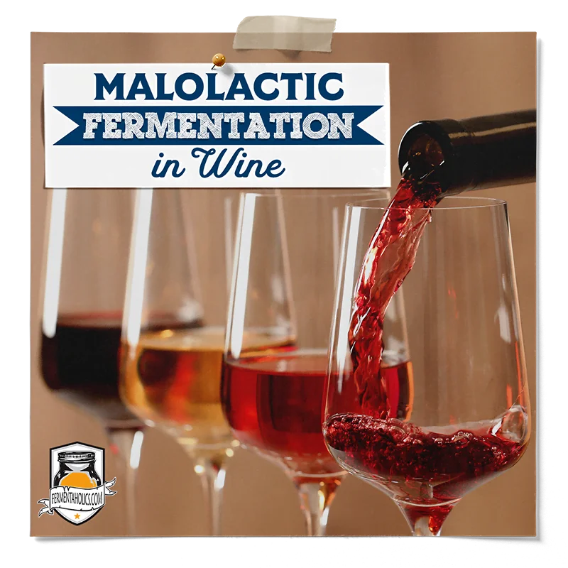 What is Malolactic Fermentation