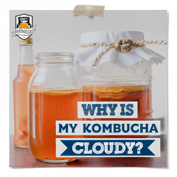 Why Is My Kombucha Cloudy