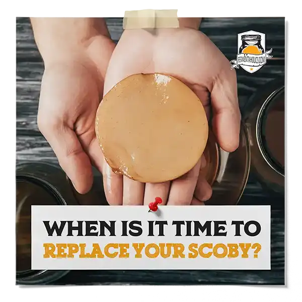 When Is It Time To Replace Your Scoby