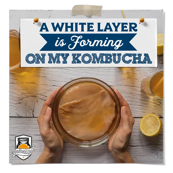 White Layer Forming On My Kombucha