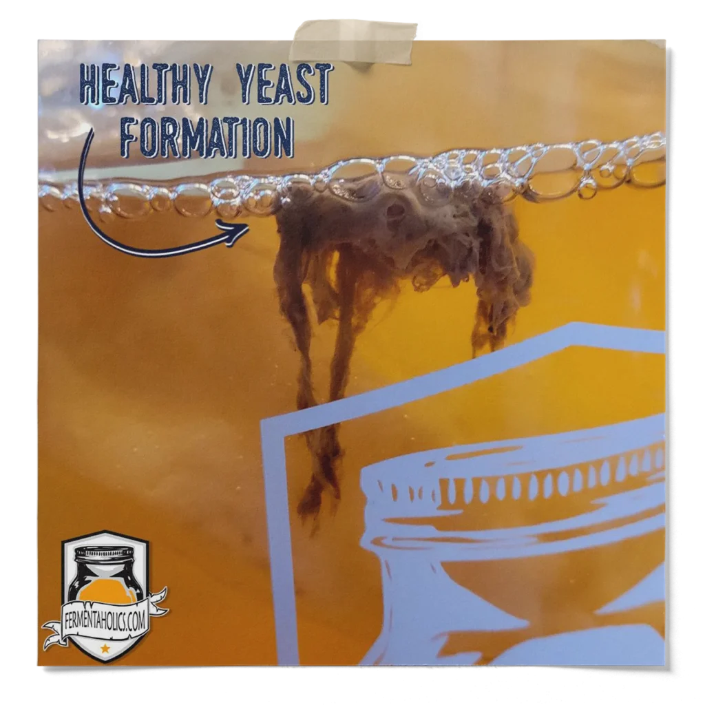 Yeast In Kombucha