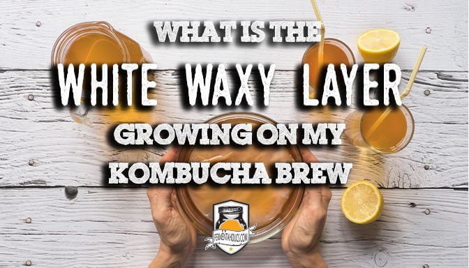 What is the white waxy layer growing on my kombucha