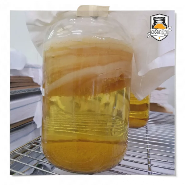 Kombucha Scoby Pellicle