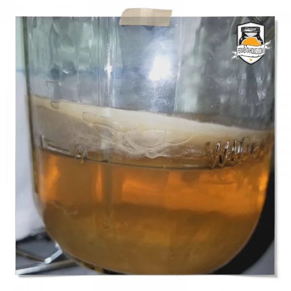 Organic Kombucha Pellicle