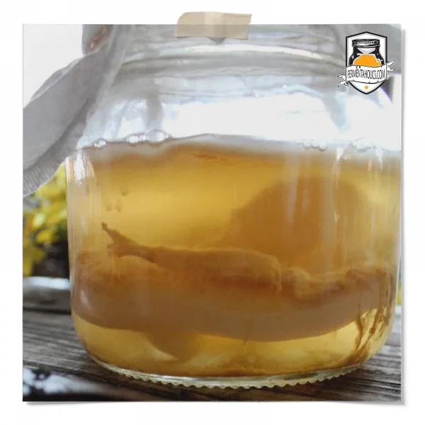 Waxy Layer Growing On My Kombucha