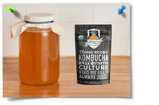 Plain Glass Gallon Kombucha Brewing Equipment