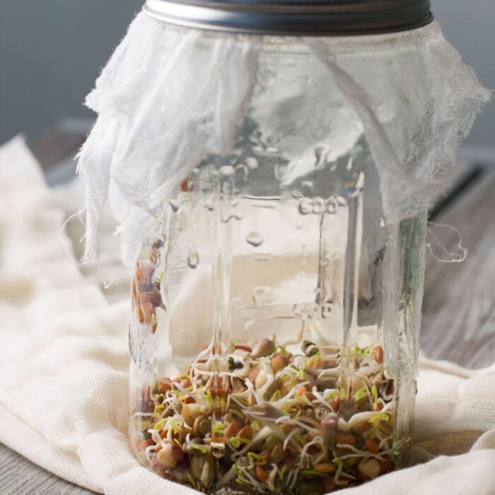 Seeds Sprouting In Wide Mouth Mason Jar