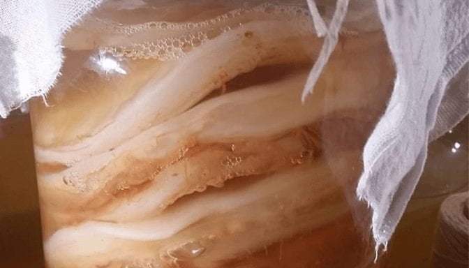 SCOBY PELLICLE CLOSE UP