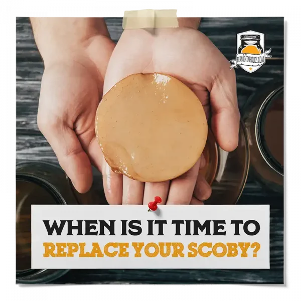 When Is It Time To Replace Your Scoby