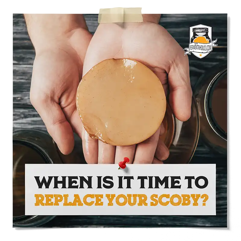When Is It Time To Replace Your Scoby