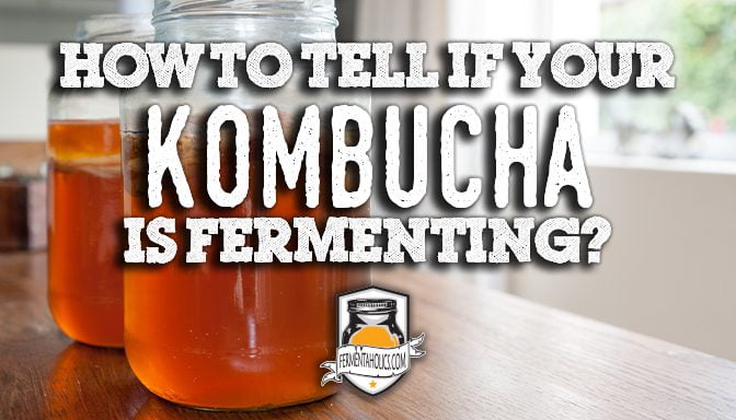How to tell if your kombucha is fermenting