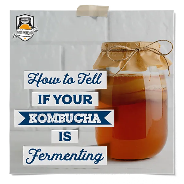 Is My Kombucha Fermenting