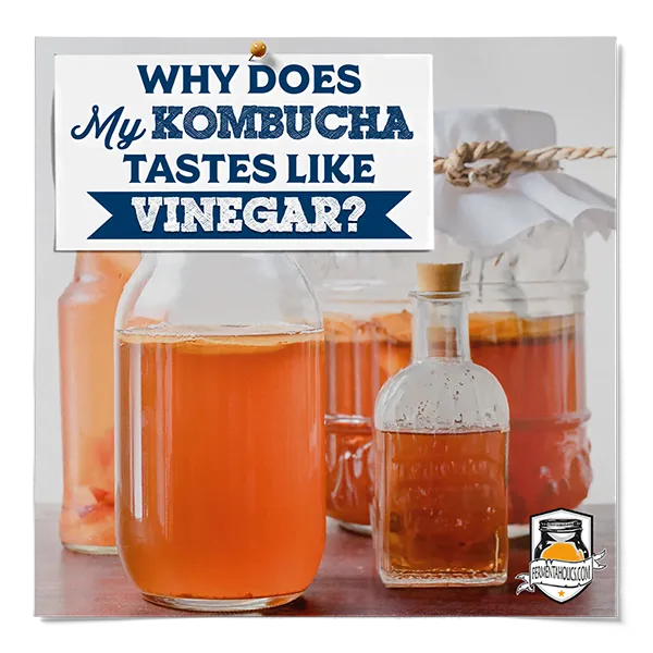 Why Does My Kombucha Tastes Like Vinegar