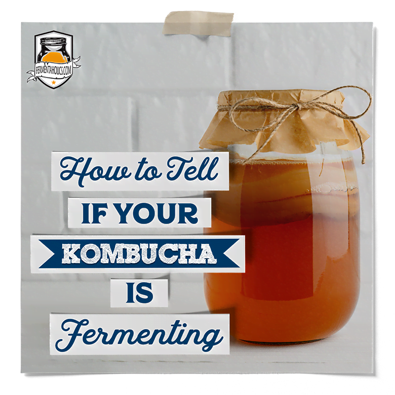 is my kombucha fermenting?