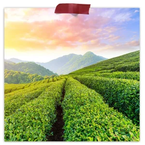 Guayusa Leaf Extract