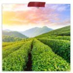Gunpowder Organic Green Tea