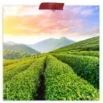 Gunpowder Organic Green Tea