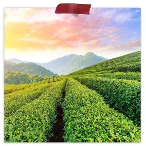 Gunpowder Organic Green Tea