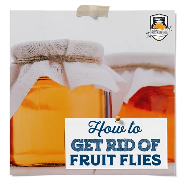 How To Get Rid Of Fruit Flies In Kombucha