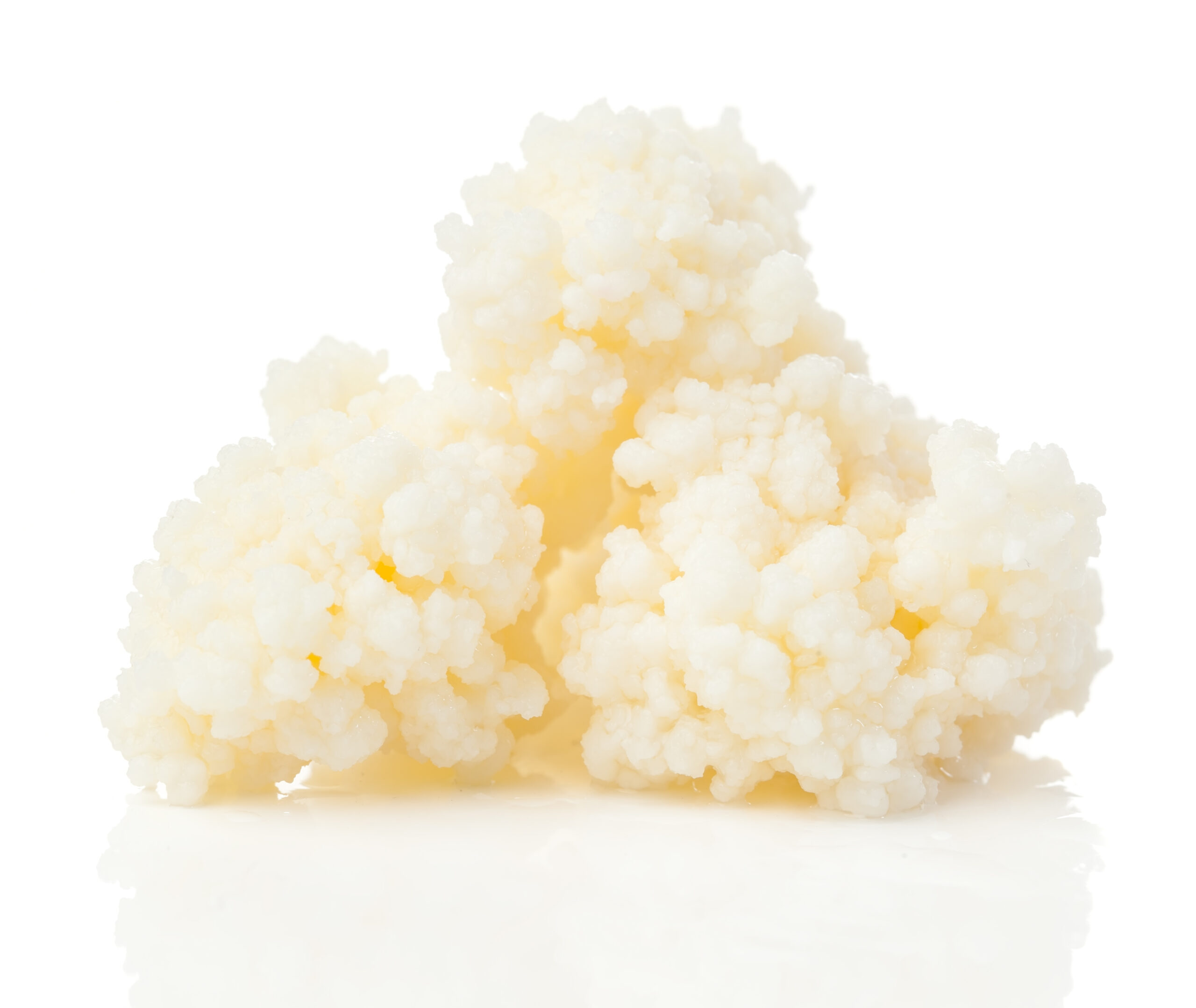 Milk Kefir Grains