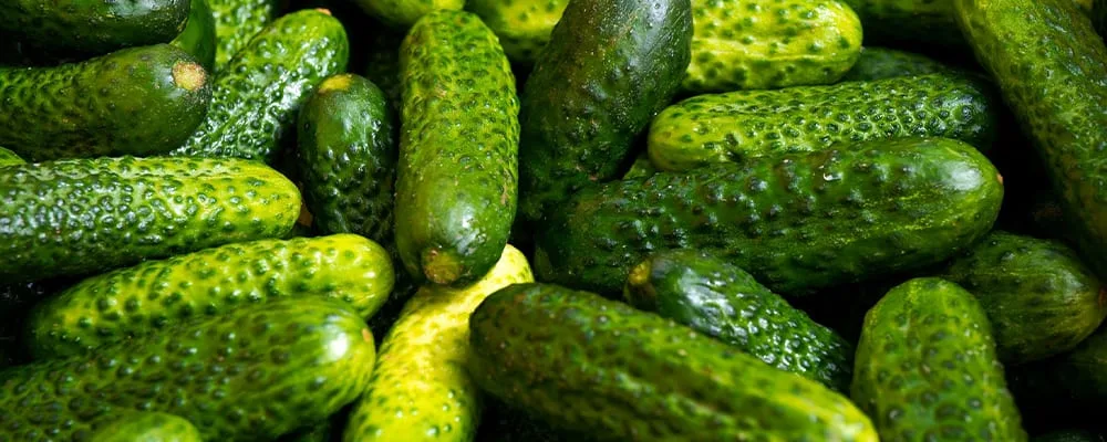 Are Pickles Fermented