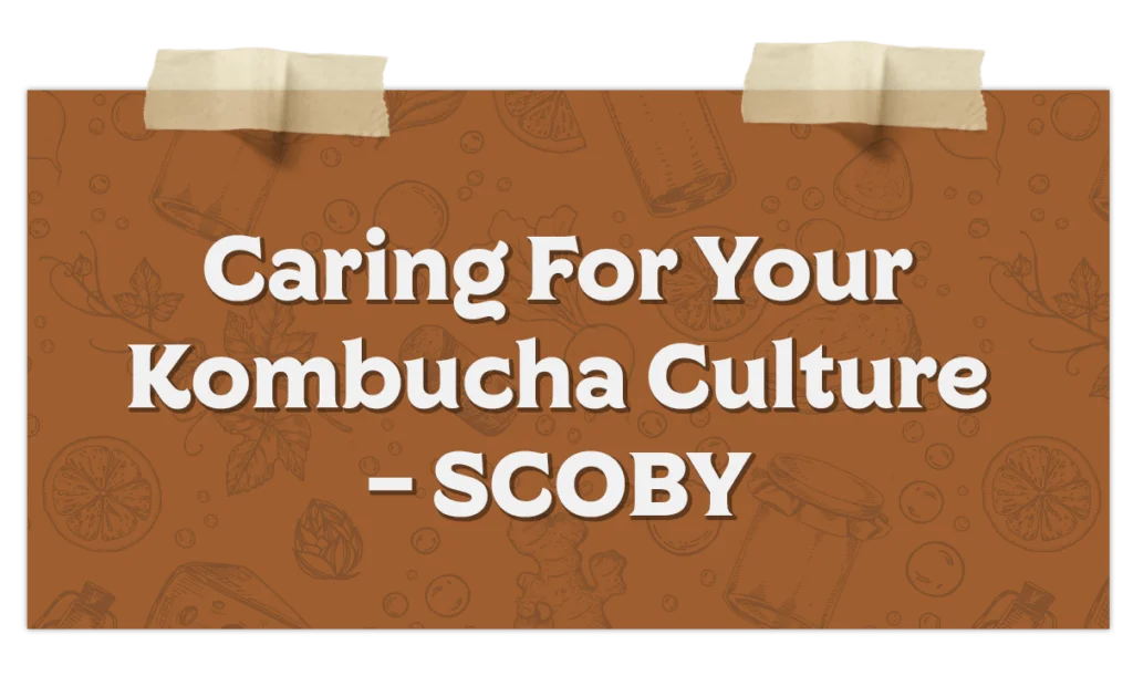 Caring For Your Kombucha Culture – Scoby