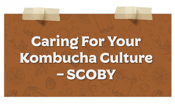 Caring For Your Kombucha Culture – Scoby
