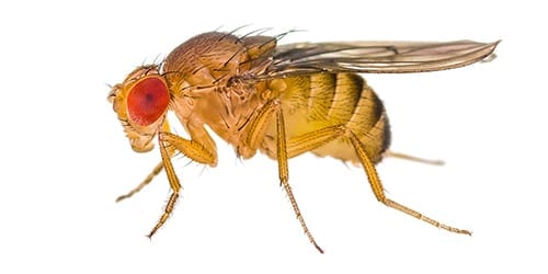 Kombucha Fruit Fly
