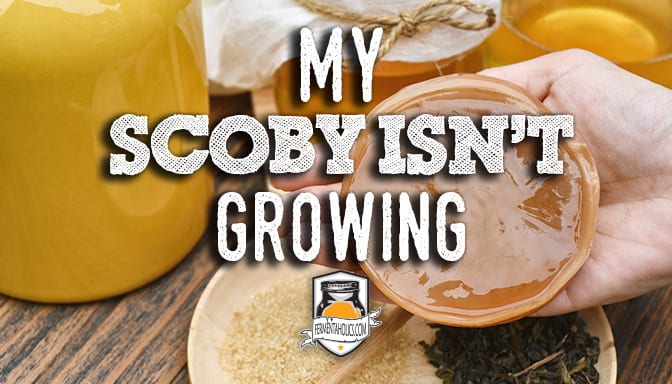 my scoby isnt growing