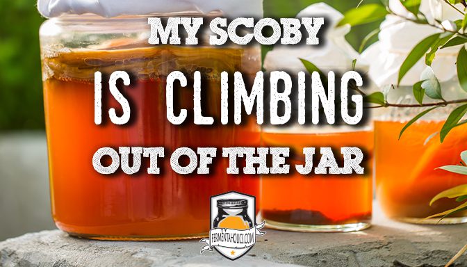 my scoby is climbing out of the jar