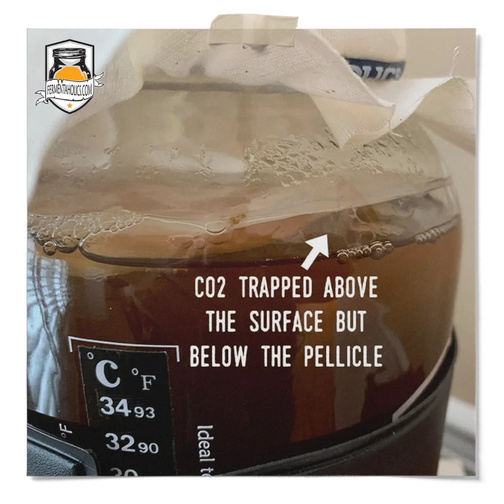 My Scoby Is Climbing Out Of The Jar