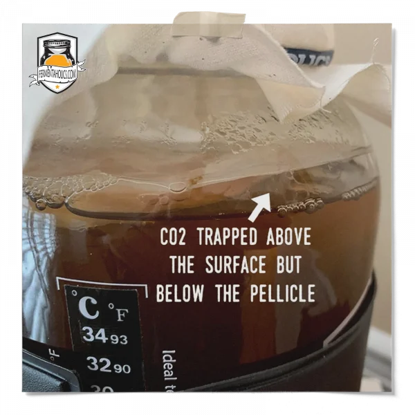 My Scoby Is Climbing Out Of The Jar