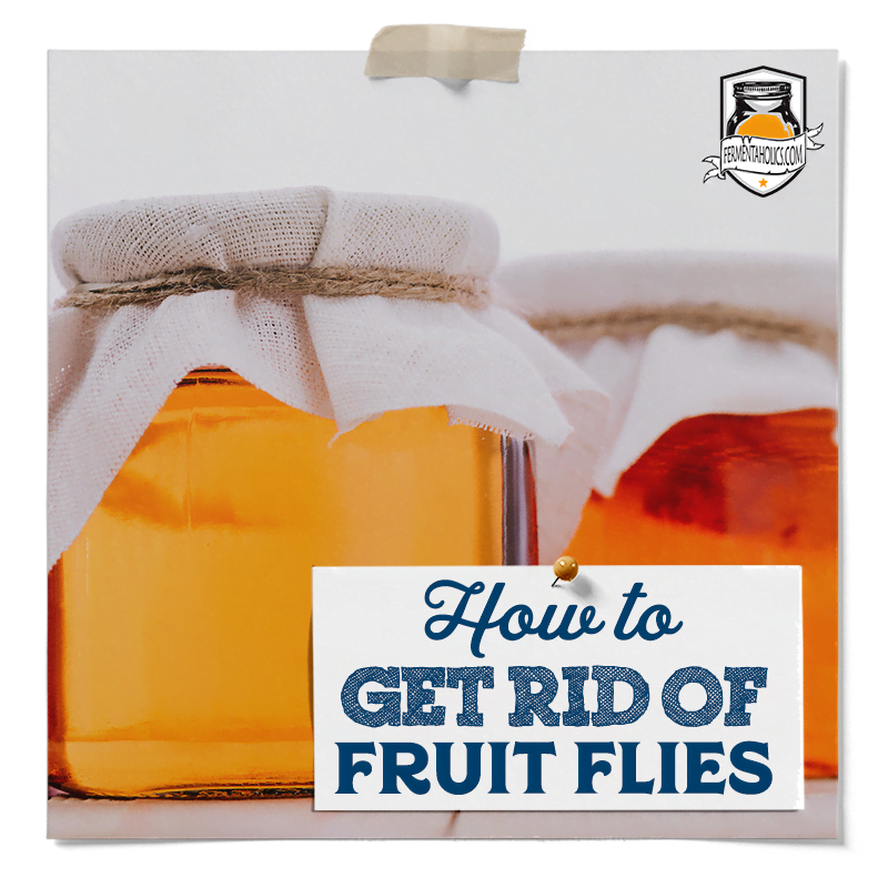 How To Get Rid Of Fruit Flies In Kombucha