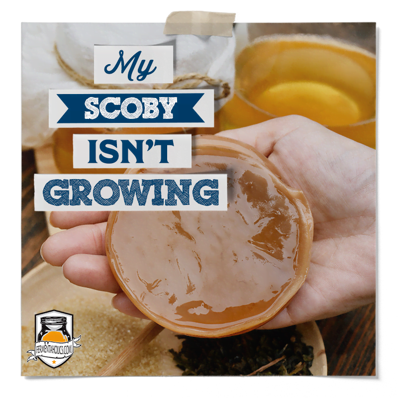 My Kombucha Didn'T Grow A New Scoby
