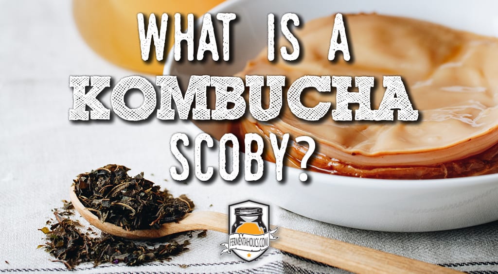 Kombucha Scoby What is a Kombucha Scoby