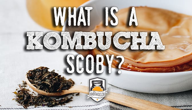 What is a kombucha Scoby