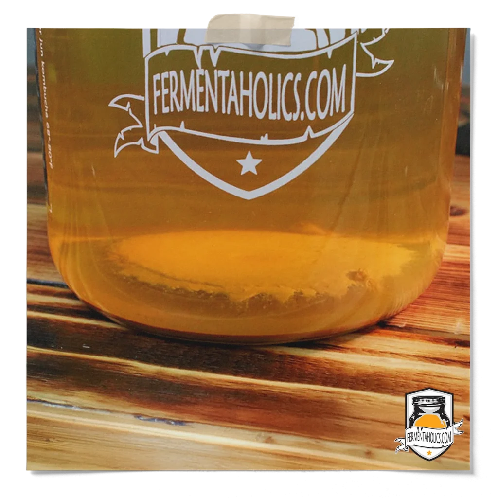 Yeast At The Bottom Of My Kombucha