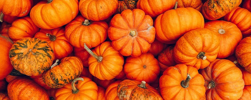 Pile Of Orange Pumpkins And Decorative Gourds In Assorted Shapes And Sizes, Representing Fresh Fall Harvest Produce.