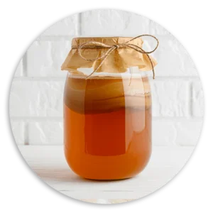 Kombucha Scoby