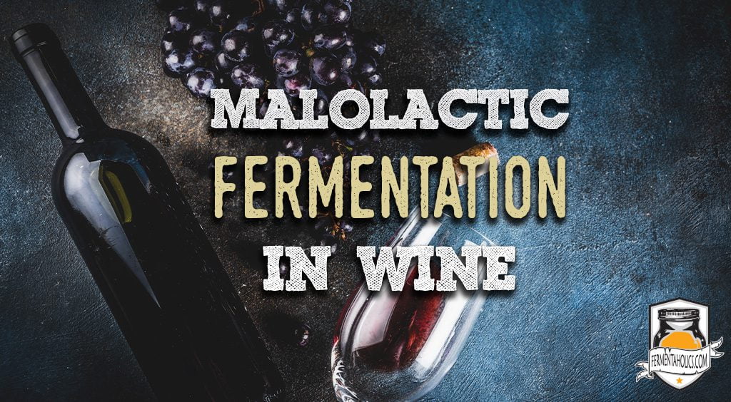 Winemaking Malolactic Fermentation in Wine