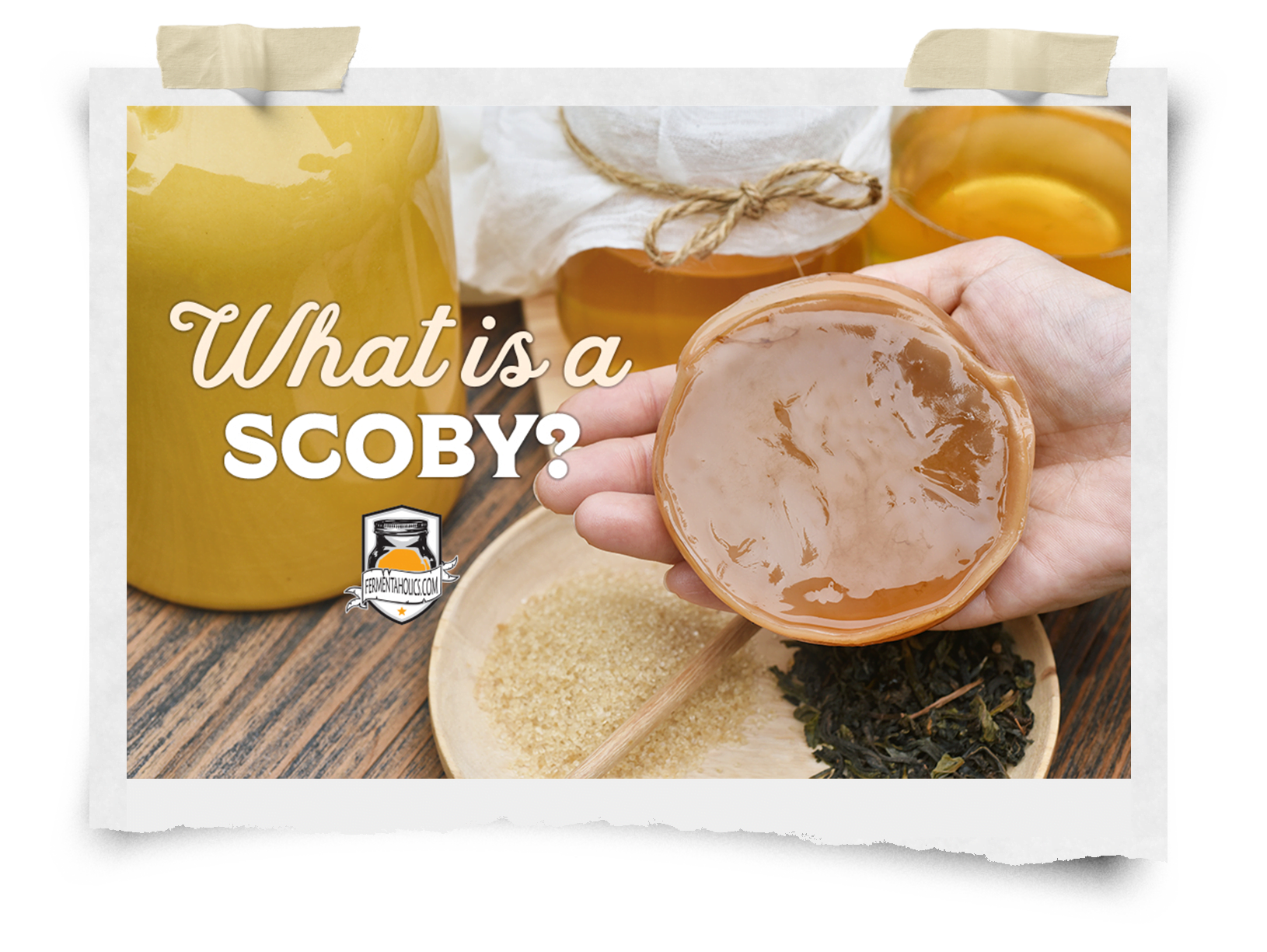 What Is A Scoby Kombucha 101 Essential Guide In Kombucha Brewing